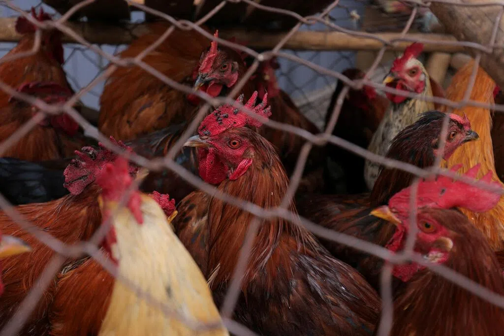 The United States reports its first death from human infection with H5N5 avian influenza.